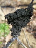 Scorias spongiosa image