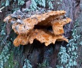 Piptoporus australiensis image