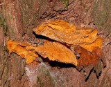 Piptoporus australiensis image