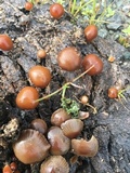 Psilocybe coprophila image
