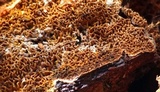 Serpula himantioides image