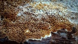 Serpula himantioides image
