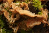 Merulius tremellosus image