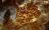 Serpula himantioides image
