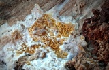 Serpula himantioides image