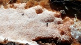 Rigidoporus crocatus image