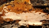 Rigidoporus crocatus image
