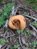 Clathrus columnatus image