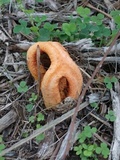 Clathrus columnatus image