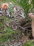 Clathrus columnatus image