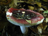 Russula vinacea image
