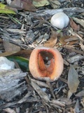 Clathrus columnatus image