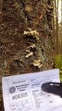 Trichaptum abietinum image
