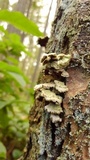 Trichaptum abietinum image
