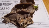 Bjerkandera adusta image