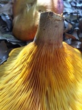 Omphalotus subilludens image