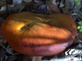 Omphalotus subilludens image