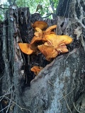 Omphalotus subilludens image