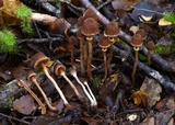 Cortinarius lanceolatus image