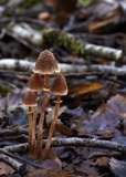 Cortinarius lanceolatus image