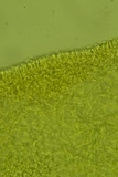 Athelia bombacina image