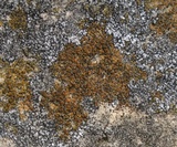 Caloplaca feracissima image