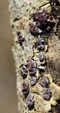 Peniophora rufa image