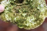 Trametes gibbosa image