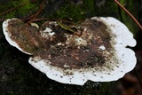 Trametes gibbosa image