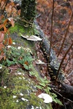Trametes gibbosa image