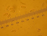 Ramaria rasilispora image