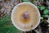Amanita sect. Vaginatae image