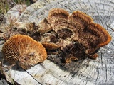 Gloeophyllum sepiarium image