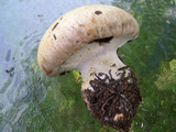 Cortinarius magnivelatus image