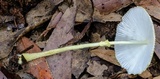Leucocoprinus fragilissimus image
