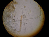 Geopora cooperi image