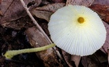 Leucocoprinus fragilissimus image