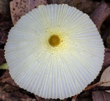 Leucocoprinus fragilissimus image