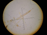 Geopora cooperi image