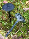 Arrhenia chlorocyanea image