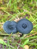 Arrhenia chlorocyanea image