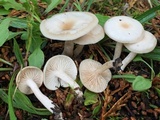 Clitocybe fragrans image