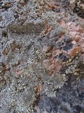 Dimelaena oreina image