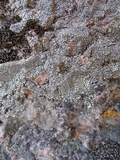 Dimelaena oreina image