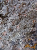 Dimelaena oreina image