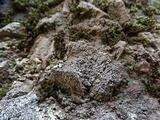Aspicilia confusa image