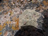 Aspicilia cuprea image