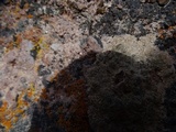 Aspicilia cuprea image