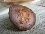 Agaricus stevensii image