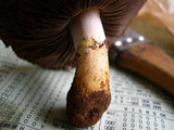 Agaricus stevensii image